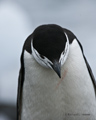 Chinstrap Penguin