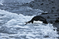 Chinstrap Penguin Entering Ocean