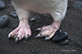 Chinstrap Penguin Feet