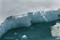 Snow Petrel Flying Over Ice