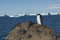 Adelie Penguin at Brown Bluff