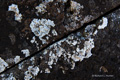 Lichen on Moai (Easter Island)