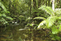 Daintree Rainforest, Australia