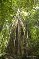 Daintree Rainforest, Australia