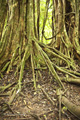 Daintree Rainforest, Australia