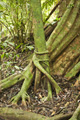 Daintree Rainforest, Australia