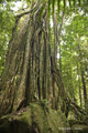 Daintree Rainforest, Australia