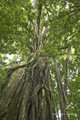 Daintree Rainforest, Australia