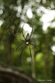 Spider in the Daintree Rainforest, Australia