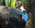 Cassowary, Port Douglas, Australia (captive)