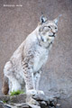 Siberian Lynx