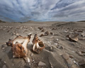 Sea Shells on Isla Magdalena