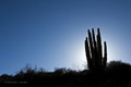 Organ Pipe Cactus