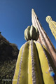 Cardón Cactus