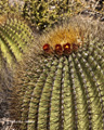 Barrel Cactus