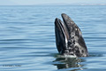 Gray Whale