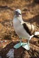 Blue-Footed Booby (Isla Seymour Norte)