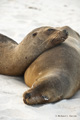 Galápagos Sea Lions (Gardner Bay, Isla Española)