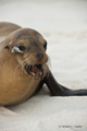 Galápagos Sea Lion (Gardner Bay, Isla Española)