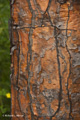 Giant Prickly-Pear Cactus Trunk (Isla Santa Cruz)