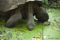 Galápagos Tortoise (Isla Santa Cruz)