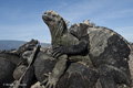 Marine Iguana (Isla Fernandina)