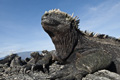 Marine Iguana (Isla Fernandina)