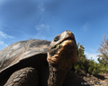 Galápagos Tortoise (Isla Santa Cruz)