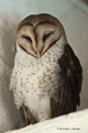 Galápagos Barn-Owl (Isla Santa Cruz)