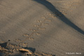 Marine Iguana Tracks (Cerro Dragón, Isla Santa Cruz)