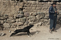 A Man and His Dog, Ollantaytambo, Peru