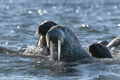 Walrus (Storøya Island)