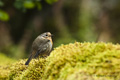 European Robin