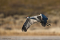 Sandhill Crane