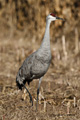 Sandhill Crane