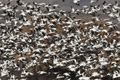 Snow Geese