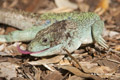 Ocellated Lizard