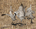 Sandhill Crane Fighting