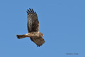 Northern Harrier