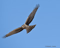 Northern Harrier