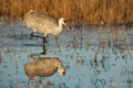 Sandhill Crane