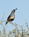 Gambel's Quail