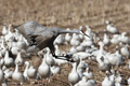 Sandhill Crane Landing