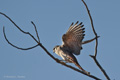 American Kestrel