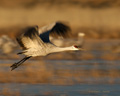 Sandhill Crane