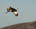 Sandhill Crane