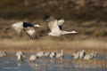 Sandhill Crane