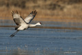 Sandhill Crane