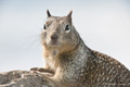 California Ground Squirrel