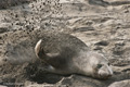 Northern Elephant Seal (female)